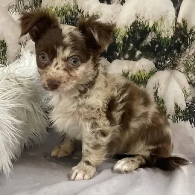 Male Chihuahua Puppy for Sale in Monroeville, PA