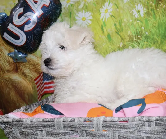 Male Bichon puppy named Carl for sale at Petland Monroeville.