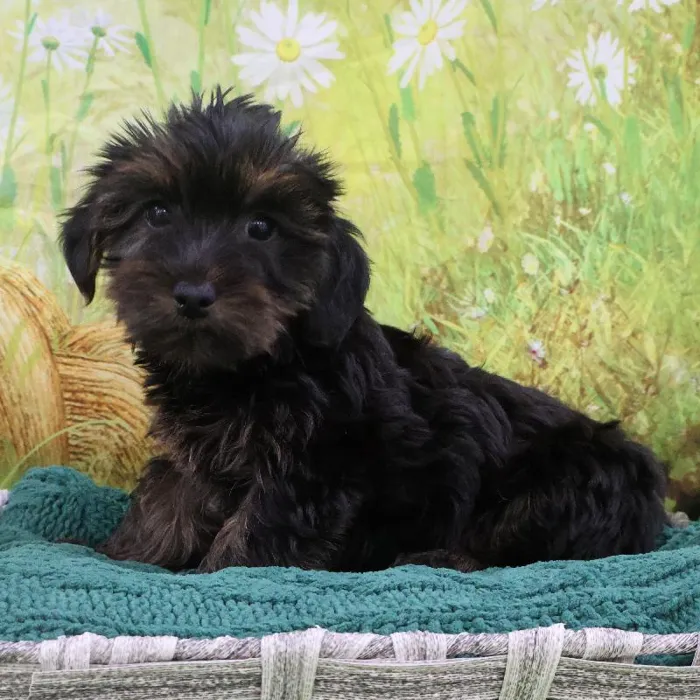 Female Yorkie-Poo Puppy for Sale in Monroeville, PA