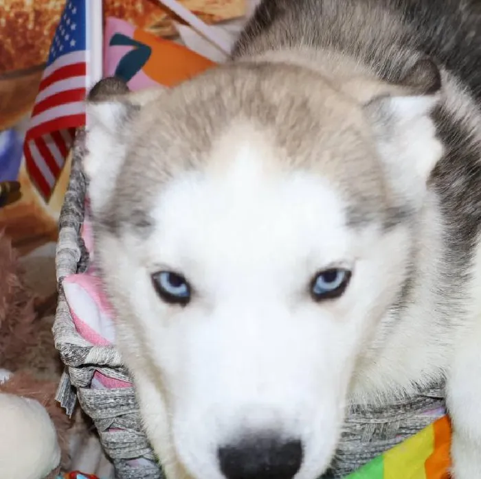 Male Siberian Husky puppy named Thor for sale at Petland Monroeville.