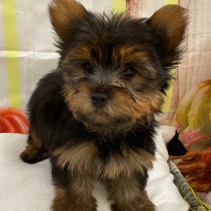 Male Yorkie Puppy for Sale in Monroeville, PA