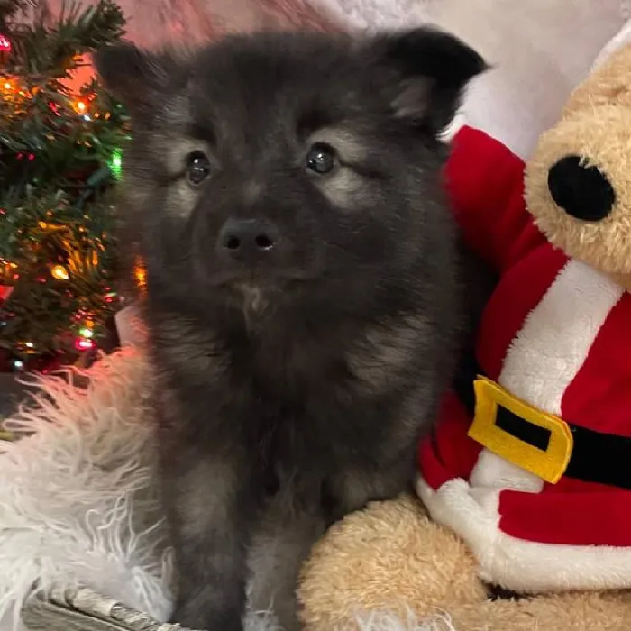 Female Keeshond Puppy for Sale in Monroeville, PA