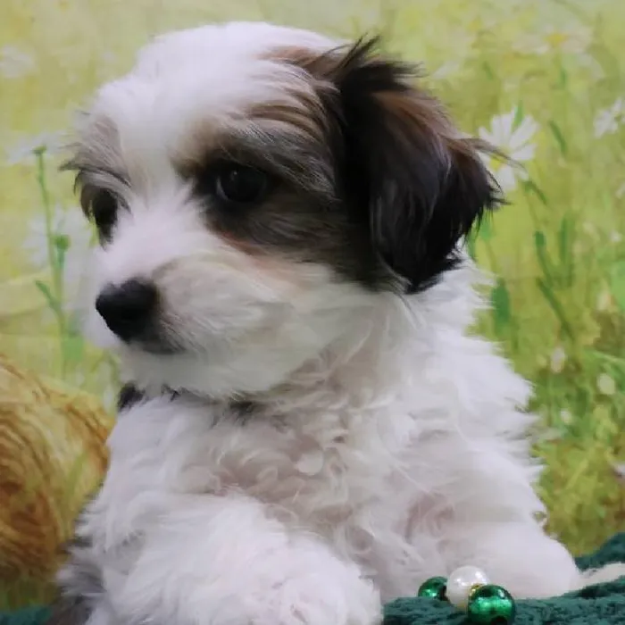Male Morkie Puppy for Sale in Monroeville, PA