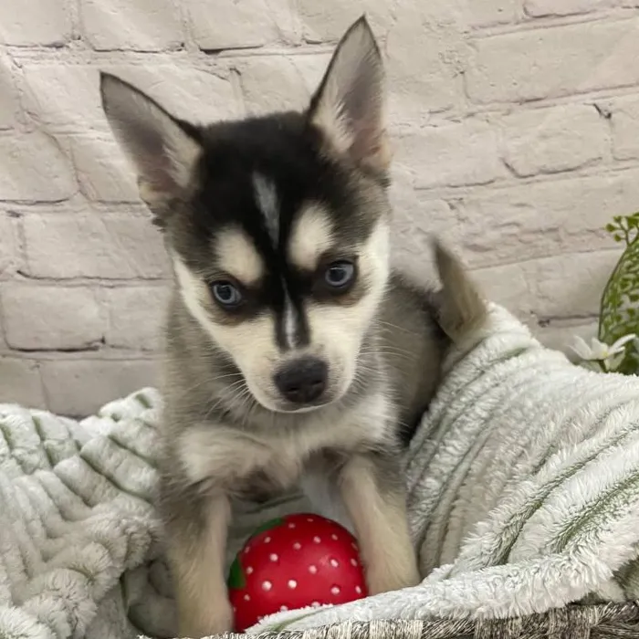 Male Alaskan Klee Kai Puppy for Sale in Monroeville, PA
