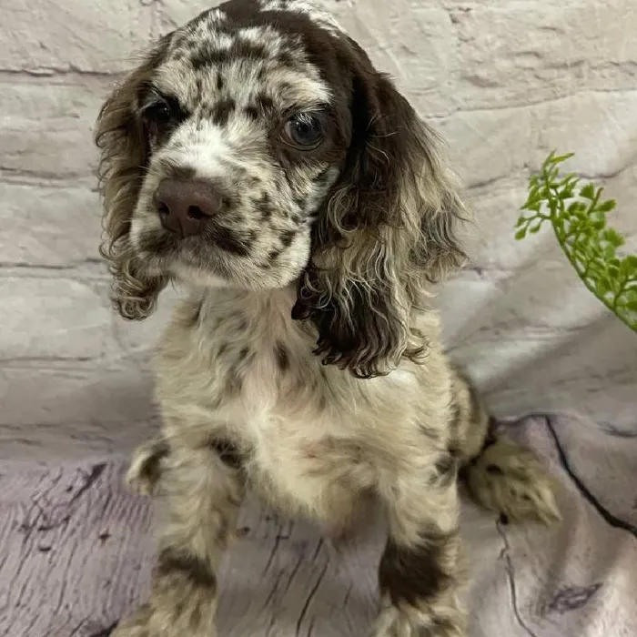 Male Cocker Spaniel Puppy for Sale in Monroeville, PA