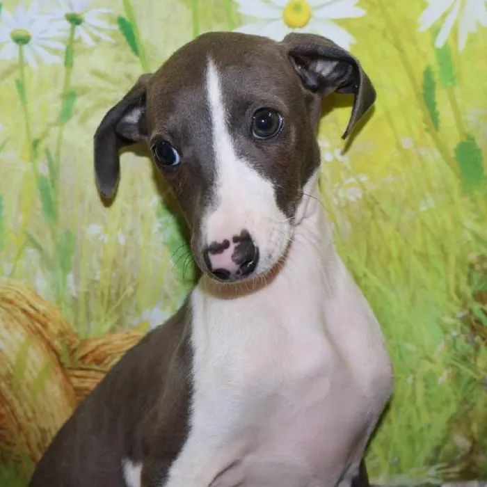 Male Italian Greyhound puppy named Vincent for sale at Petland Monroeville.