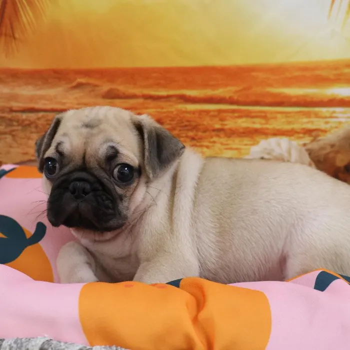 Male Pug Puppy for Sale in Monroeville, PA