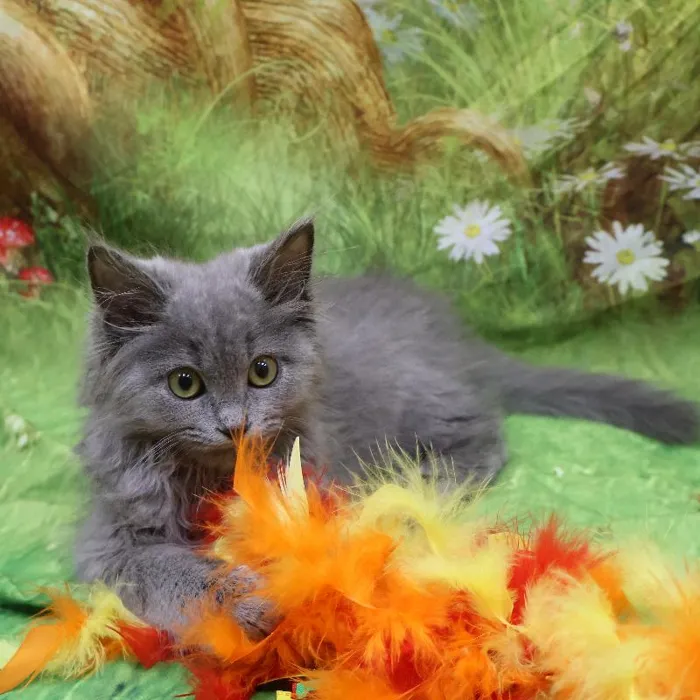 Male Persian kitten named Smokey for sale at Petland Monroeville.
