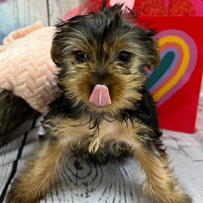 Female Yorkie Puppy for Sale in Monroeville, PA