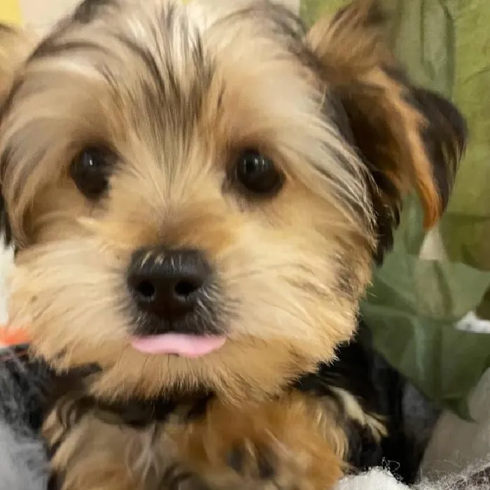 Male Yorkie Puppy for Sale in Monroeville, PA