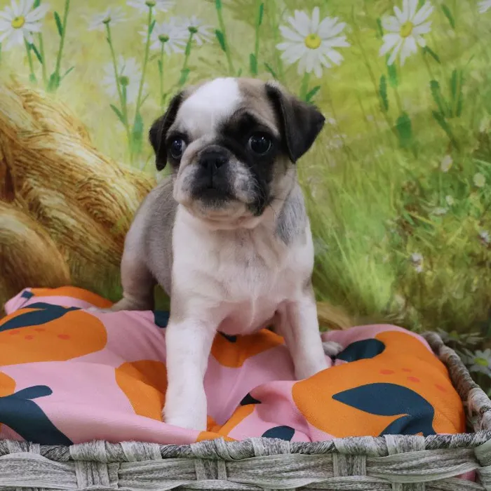 Female Pug puppy named Rosita for sale at Petland Monroeville.