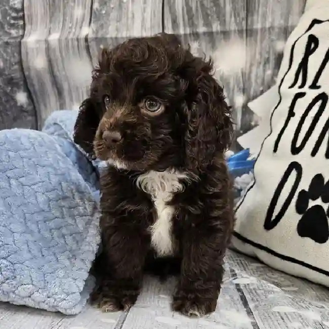 Male Cockapoo Puppy for Sale in Monroeville, PA