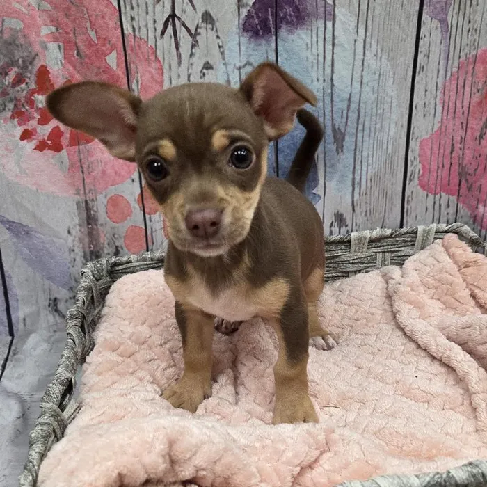 Female Chiweenie Puppy for Sale in Monroeville, PA