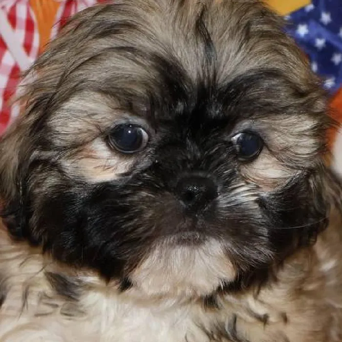 Male Shih Tzu puppy named Gizmo for sale at Petland Monroeville.