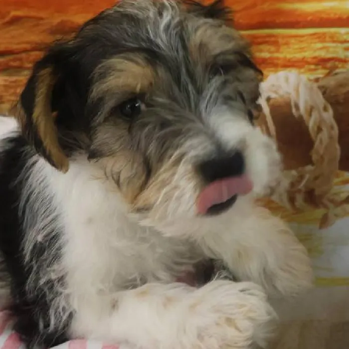 Male Jack Russell Terrier Puppy for Sale in Monroeville, PA