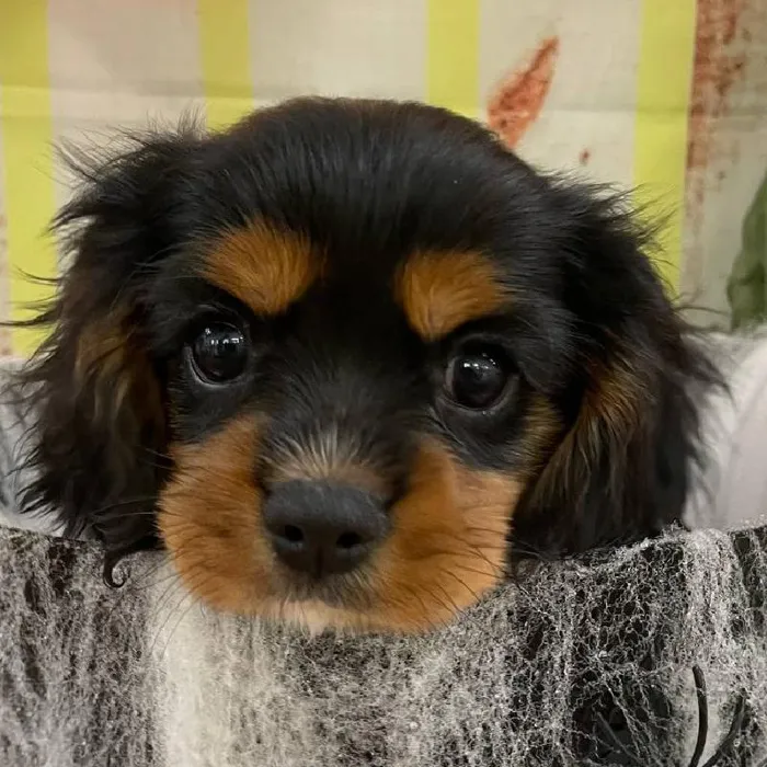 Male Cavalier King Charles Spaniel Puppy for Sale in Monroeville, PA