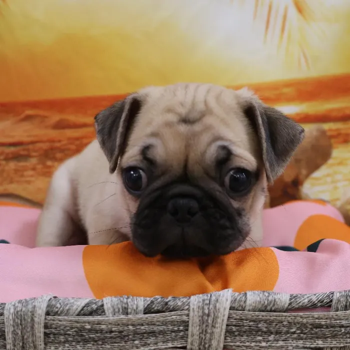 Male Pug Puppy for Sale in Monroeville, PA