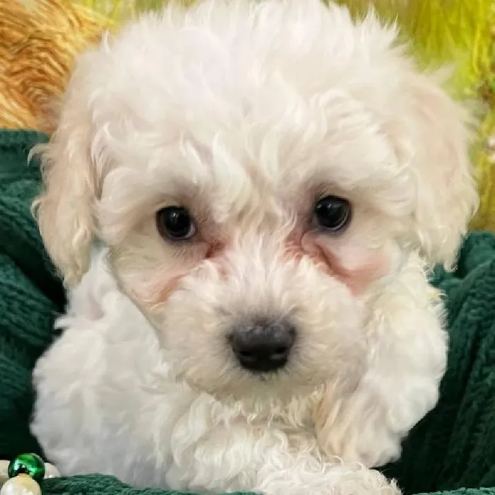 Female Bichon Puppy for Sale in Monroeville, PA