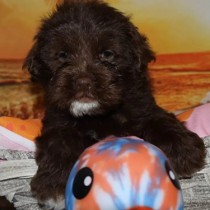 Female Mini Hippo puppy named Sasha for sale at Petland Monroeville.