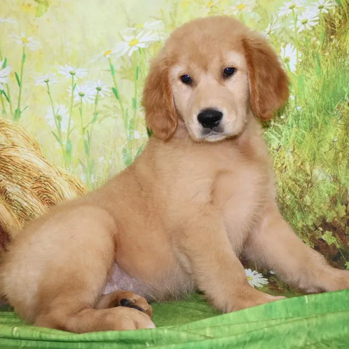 Male Golden Retriever puppy named Kol for sale at Petland Monroeville.