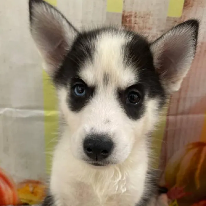 Female Siberian Husky Puppy for Sale in Monroeville, PA