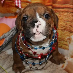 Female Victorian Bulldog puppy named Michonne for sale at Petland Monroeville.