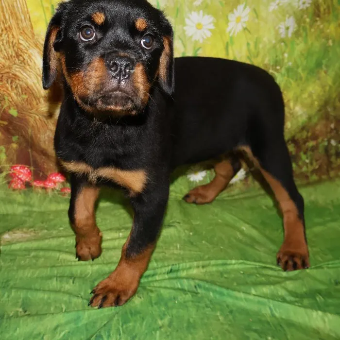 Female Rottweiler puppy named Roxy for sale at Petland Monroeville.