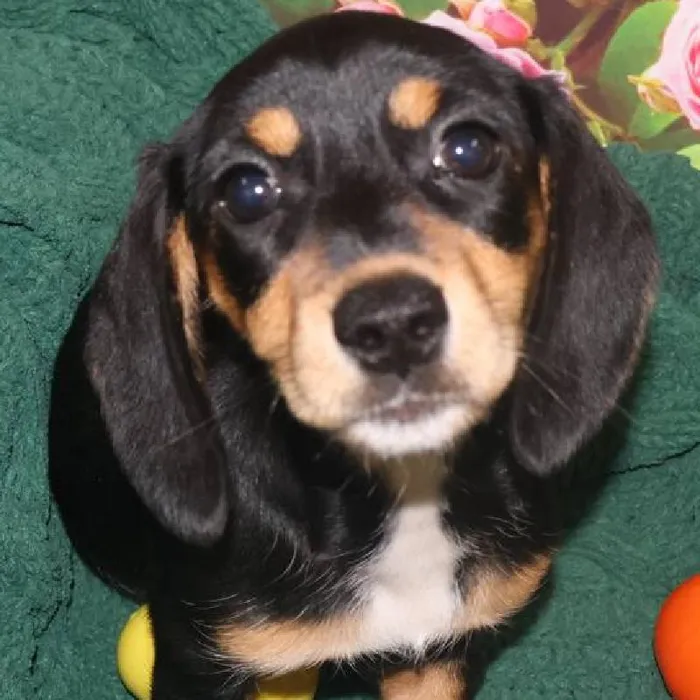 Female Dachshund Puppy for Sale in Monroeville, PA