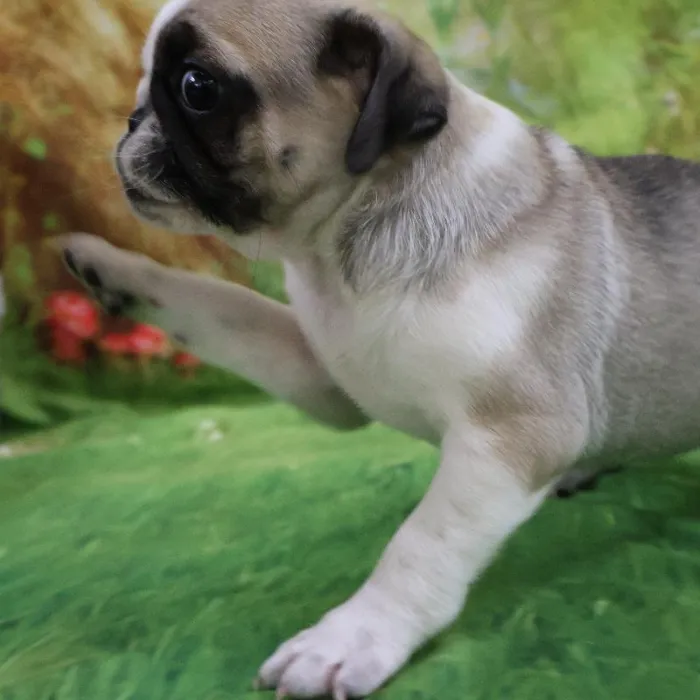 Female Pug puppy named Rosita for sale at Petland Monroeville.