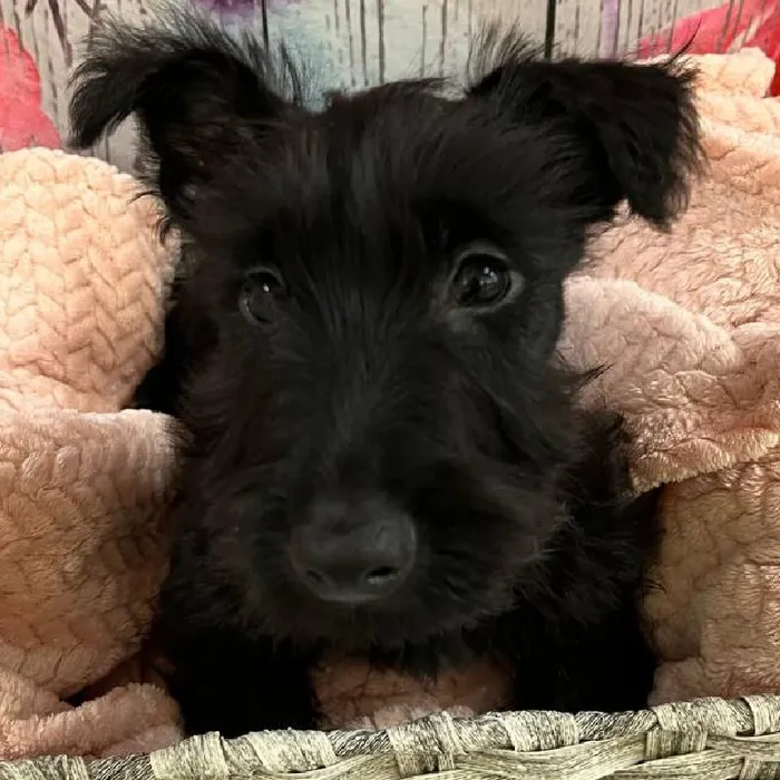 Male Scottish Terrier Puppy for Sale in Monroeville, PA