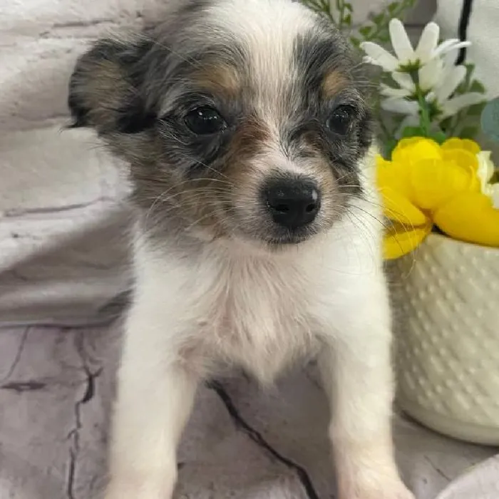 Female Chihuahua Puppy for Sale in Monroeville, PA