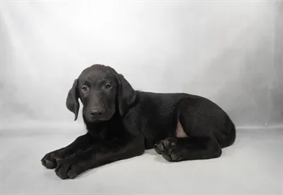Male Labrador Retriever puppy for sale at Petland Monroeville.