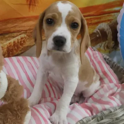 Female Beagle Puppy for Sale in Monroeville, PA