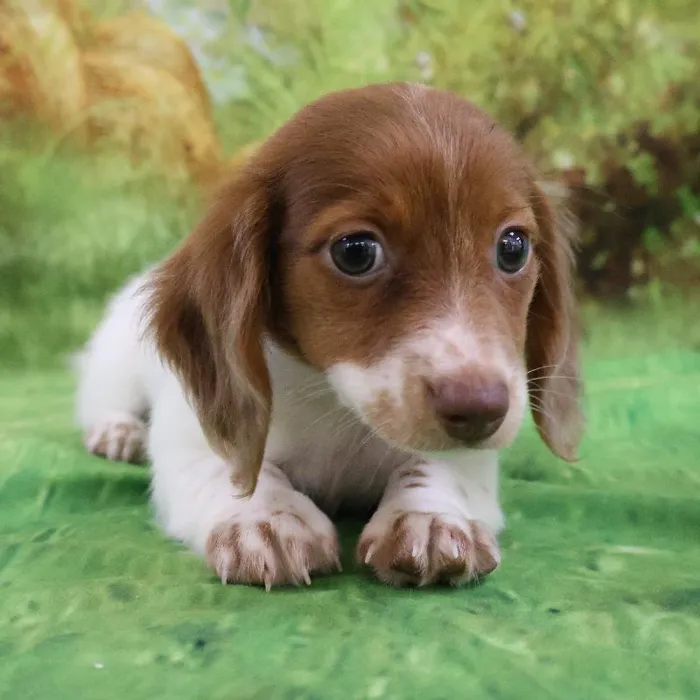 Female Dachshund puppy named Jules for sale at Petland Monroeville.