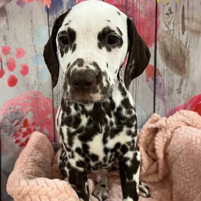Male Dalmatian Puppy for Sale in Monroeville, PA