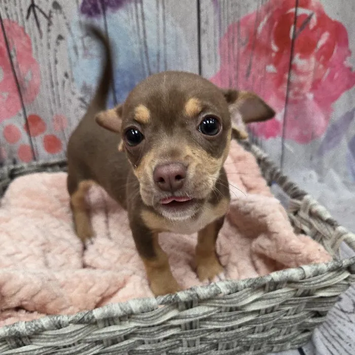 Female Chiweenie Puppy for Sale in Monroeville, PA