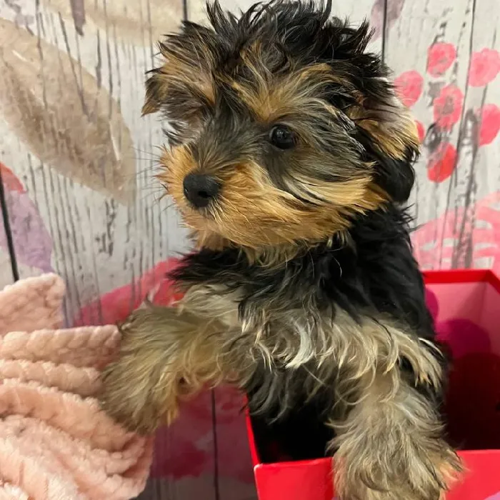 Male Yorkie Puppy for Sale in Monroeville, PA