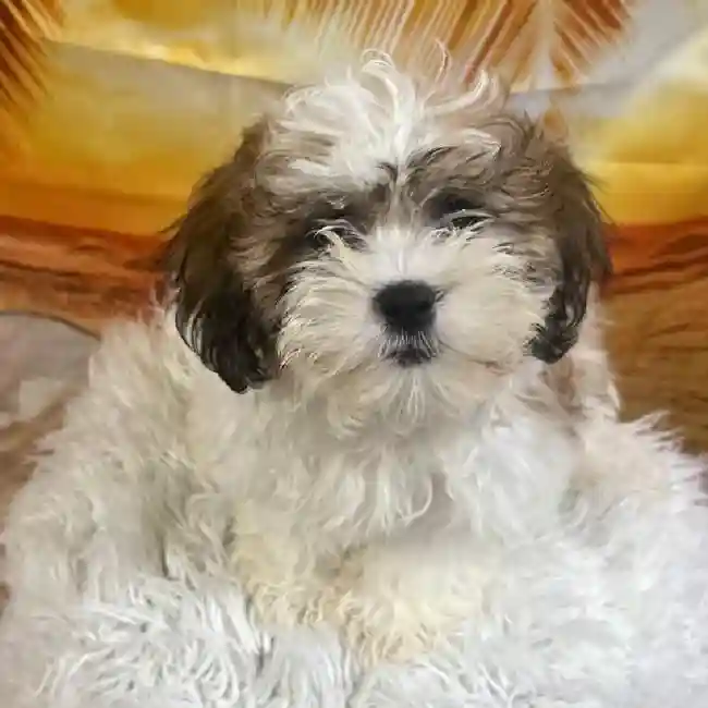 Female Teddy Bear Puppy for Sale in Monroeville, PA