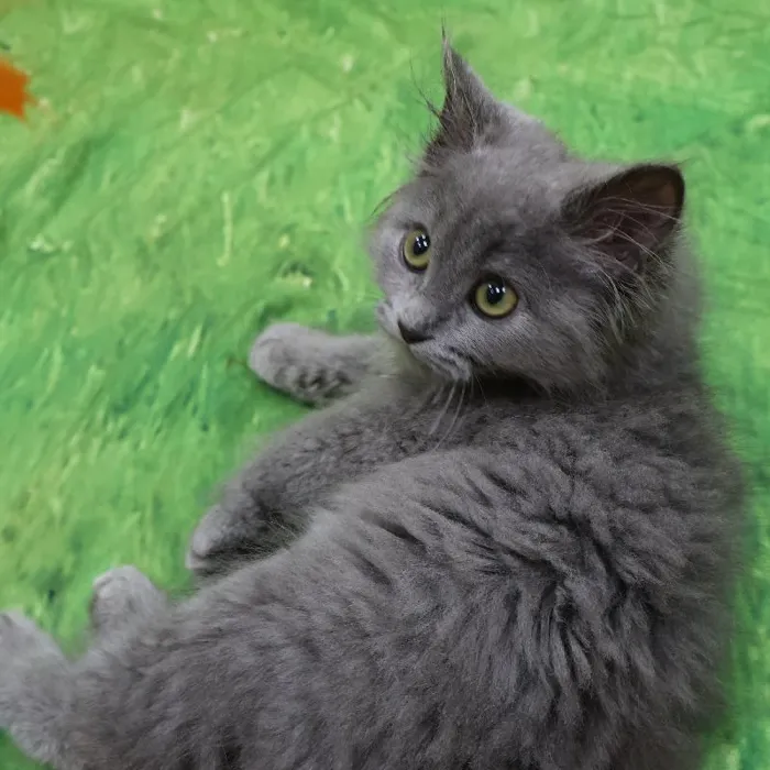 Male Persian kitten named Smokey for sale at Petland Monroeville.