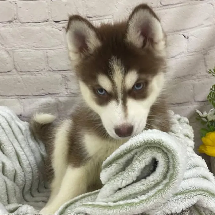 Female Siberian Husky Puppy for Sale in Monroeville, PA