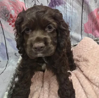 Female Cocker Spaniel Puppy for Sale in Monroeville, PA