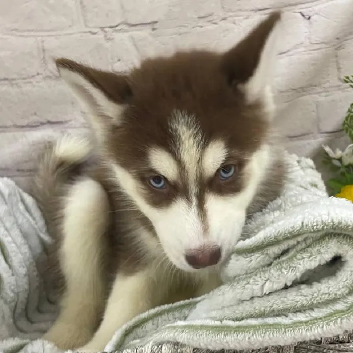 Female Siberian Husky Puppy for Sale in Monroeville, PA
