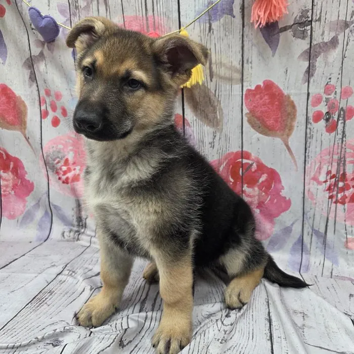 Male German Shepherd Puppy for Sale in Monroeville, PA