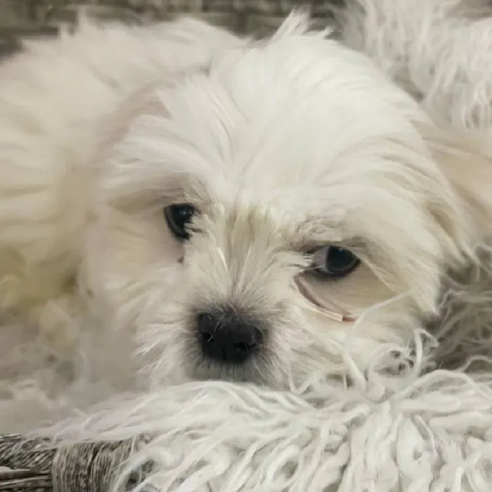 Male Shih Tzu Puppy for Sale in Monroeville, PA