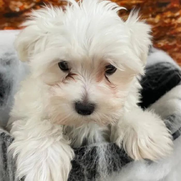 Male Maltese Puppy for Sale in Monroeville, PA