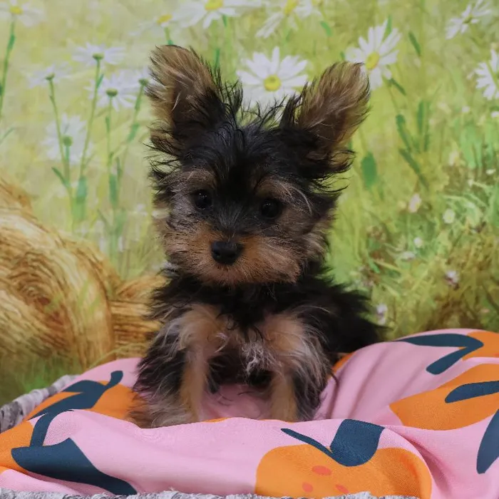 Female Yorkie puppy named Caroline for sale at Petland Monroeville.