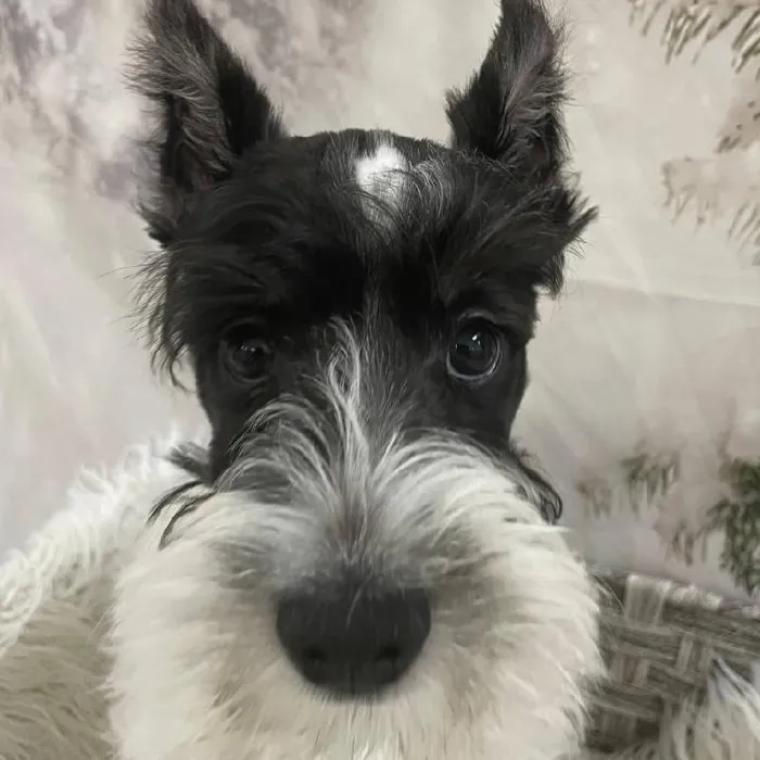 Male Mini Schnauzer Puppy for Sale in Monroeville, PA