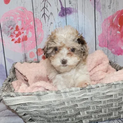 Female Shipoo Puppy for Sale in Monroeville, PA