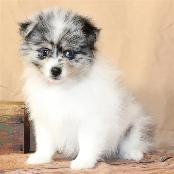 Male Pomeranian puppy named Rick for sale at Petland Monroeville.