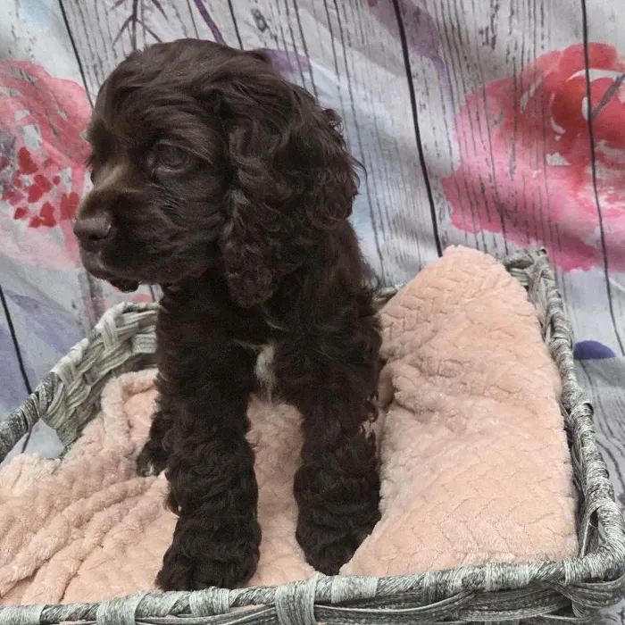 Female Cocker Spaniel Puppy for Sale in Monroeville, PA